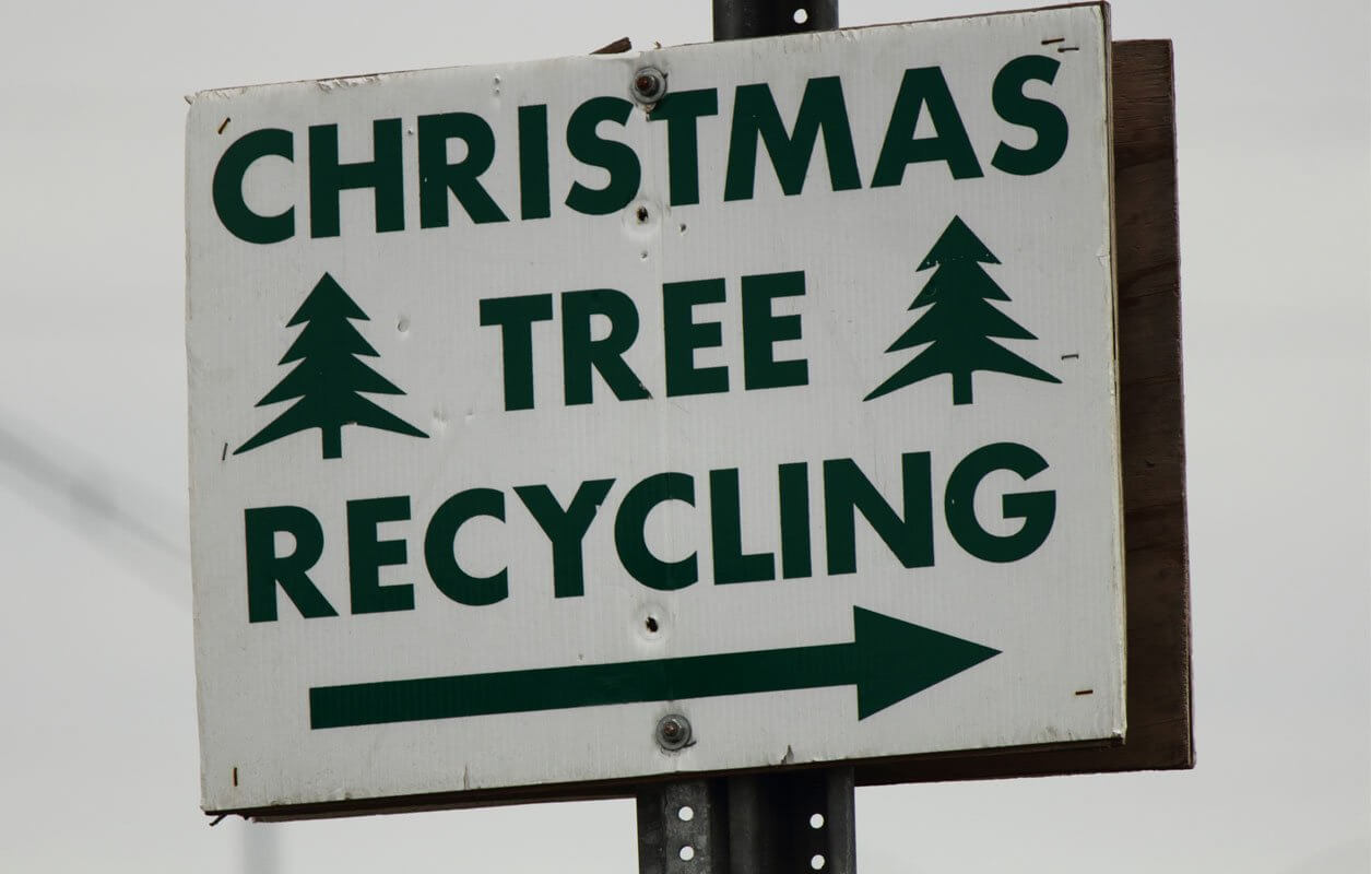 Xmas Aftermath: What To Do With Your Christmas Tree After Christmas